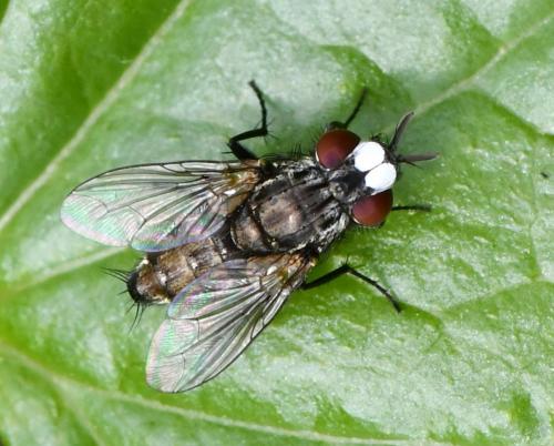 Réf. 283 730 : Metopia argyrocephala
